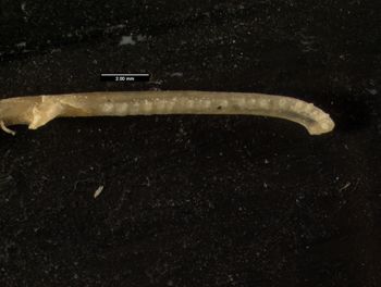 Media type: image;   Herpetology R-131561